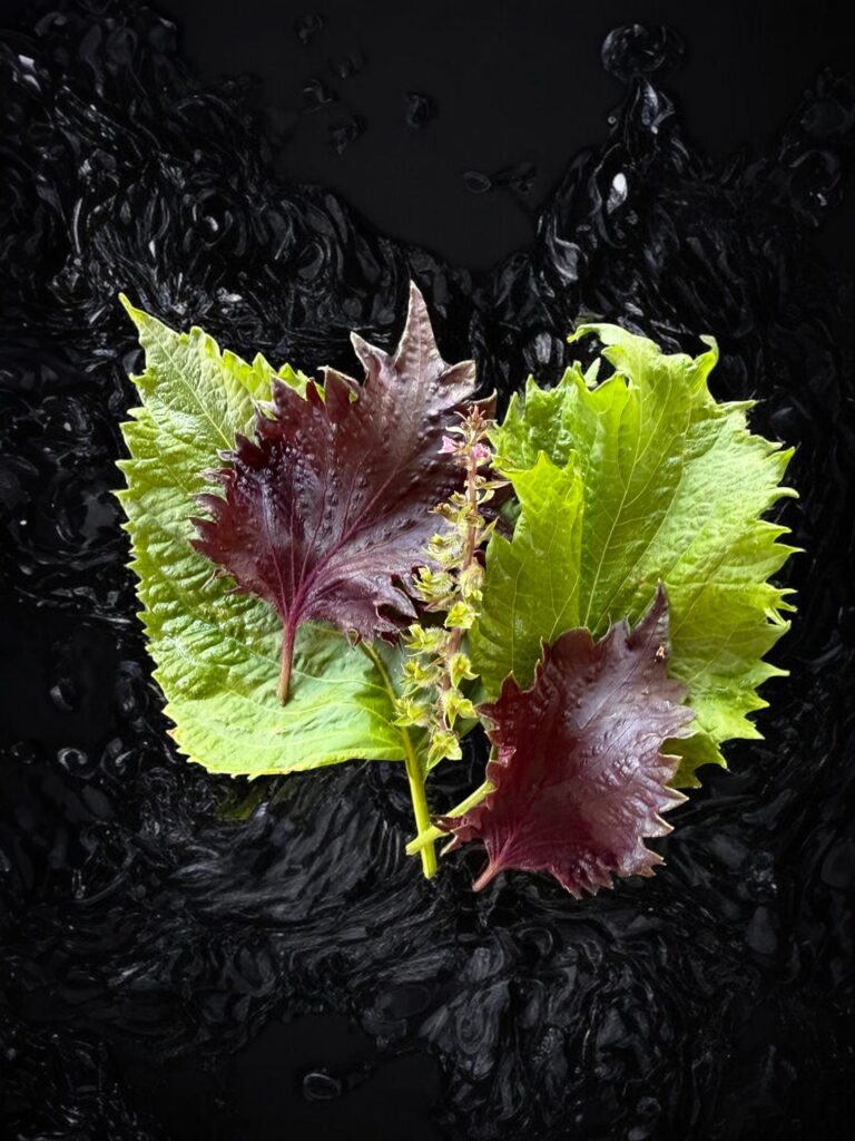 Le shiso (périlla)