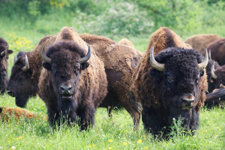 Les bisons en Auvergne